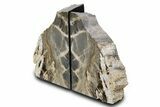 Petrified Wood (Oak) Bookends - Oregon #382134-1